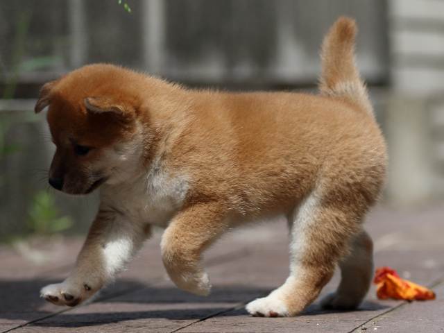 fp5a3675-puppy fp5a3675-puppy
