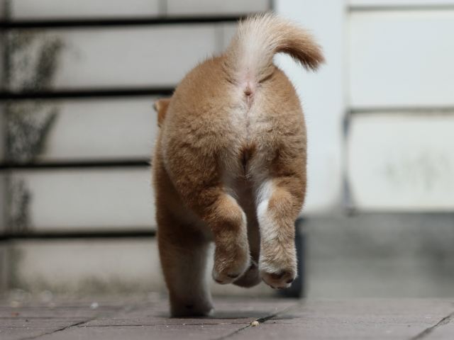 fp5a3684-puppy fp5a3684-puppy