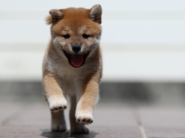fp5a3697-puppy fp5a3697-puppy