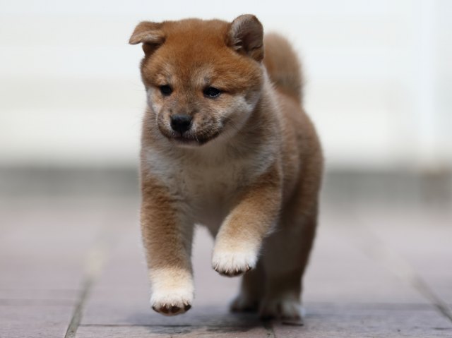fp5a3726-puppy fp5a3726-puppy