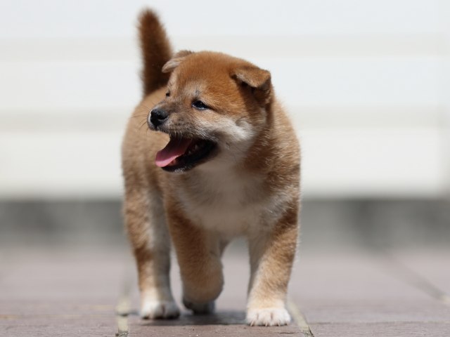 fp5a3750-puppy fp5a3750-puppy