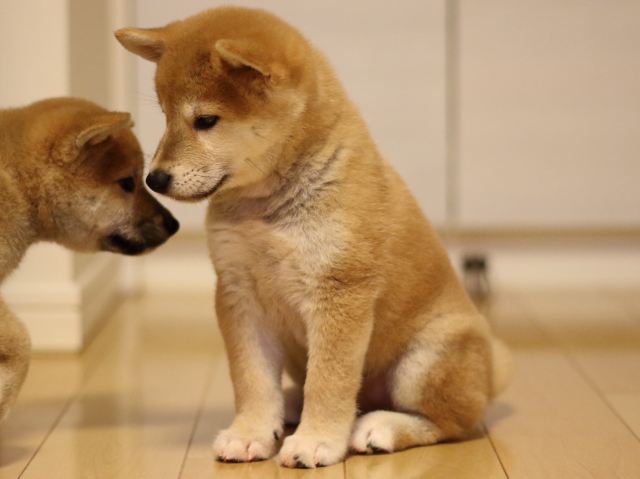 fp5a3757-puppy fp5a3757-puppy