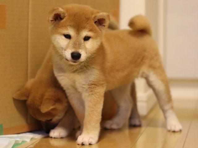 fp5a3781-puppy fp5a3781-puppy