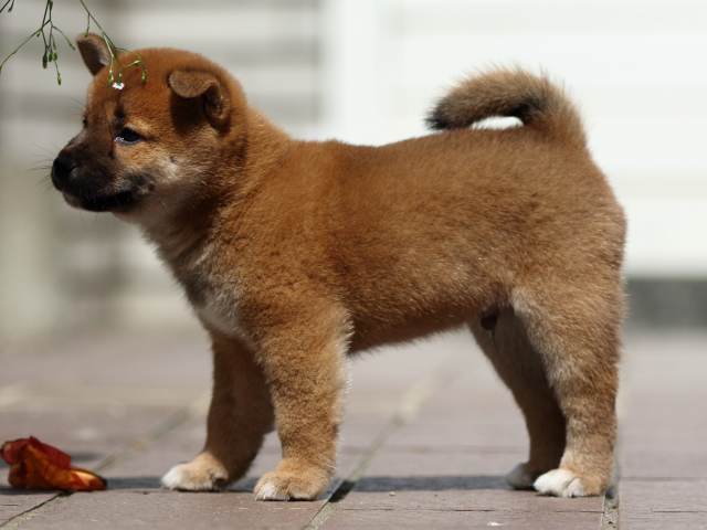 fp5a3812-puppy fp5a3812-puppy