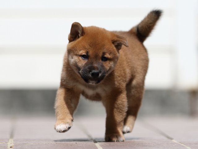 fp5a3841-puppy fp5a3841-puppy