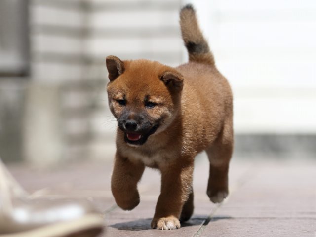 fp5a3850-puppy fp5a3850-puppy
