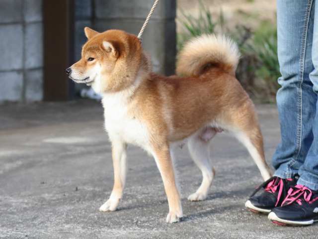 fp5a3855-puppy fp5a3855-puppy