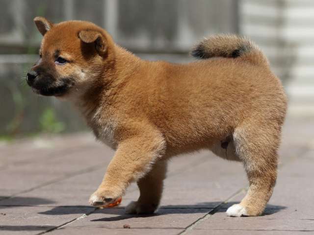 fp5a3863-puppy fp5a3863-puppy