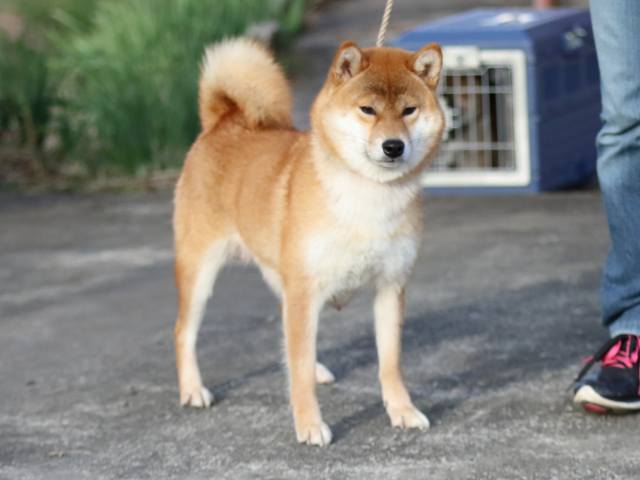 fp5a3871-puppy fp5a3871-puppy