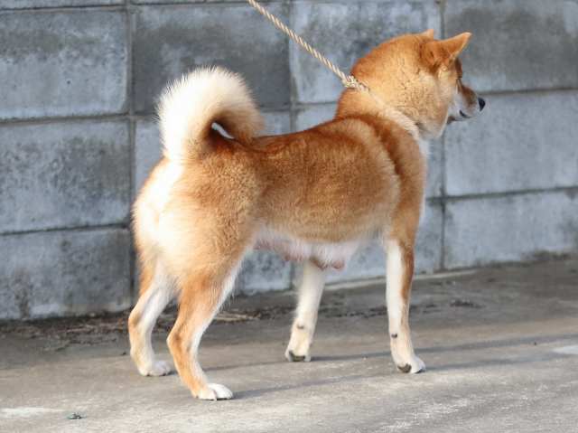 fp5a3881-puppy fp5a3881-puppy