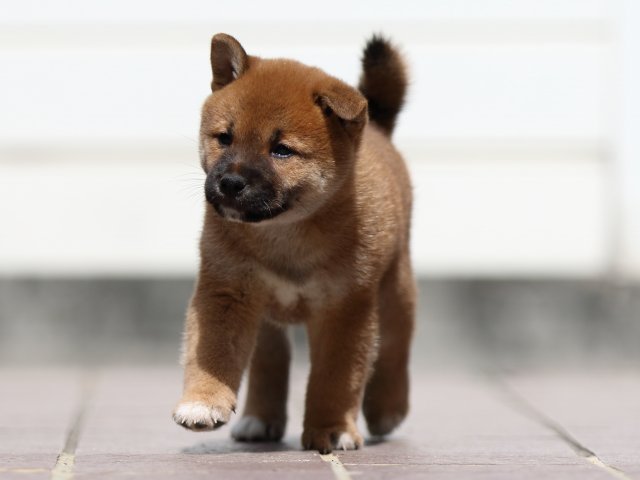 fp5a3895-puppy fp5a3895-puppy
