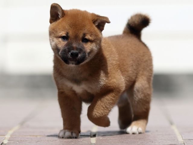 fp5a3903-puppy fp5a3903-puppy
