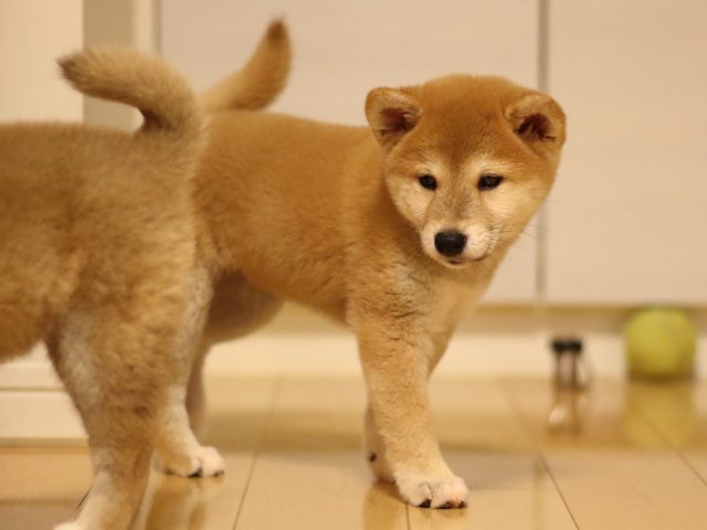 fp5a3924-puppy fp5a3924-puppy