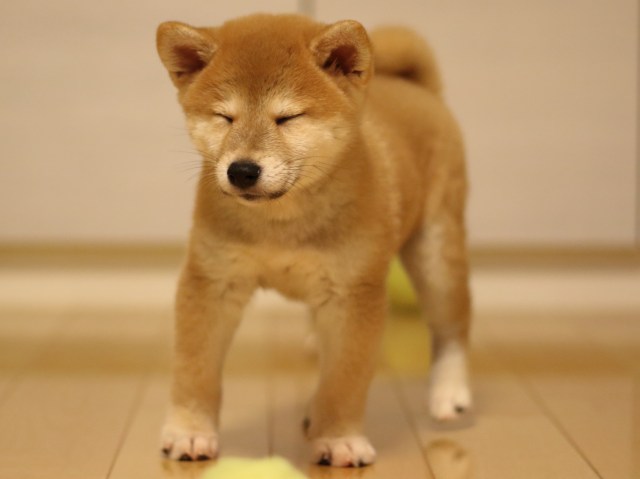 fp5a3944-puppy fp5a3944-puppy