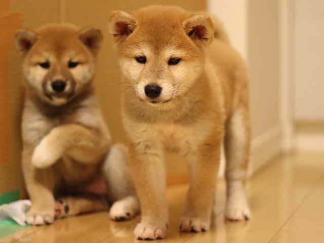 fp5a3966-puppy fp5a3966-puppy