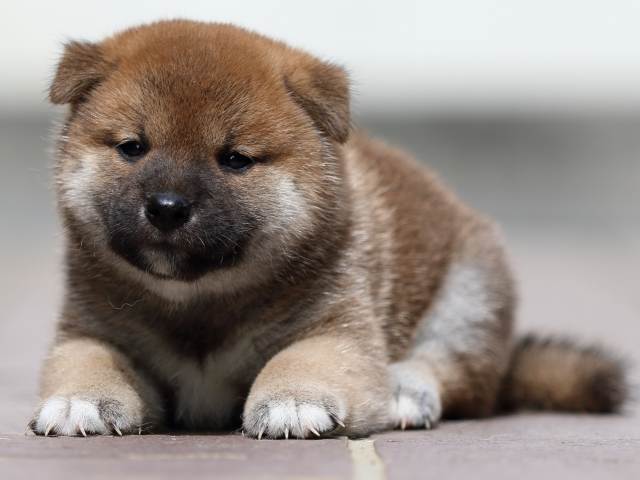 fp5a3967-puppy fp5a3967-puppy