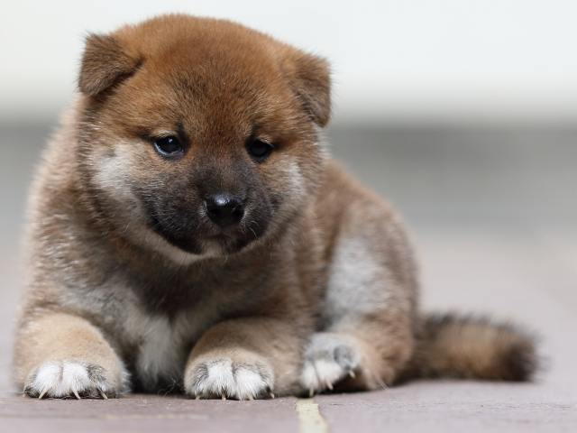 fp5a3971-puppy fp5a3971-puppy