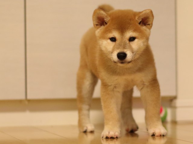 fp5a3973-puppy fp5a3973-puppy