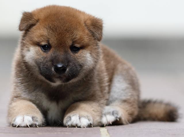 fp5a3973-puppy fp5a3973-puppy