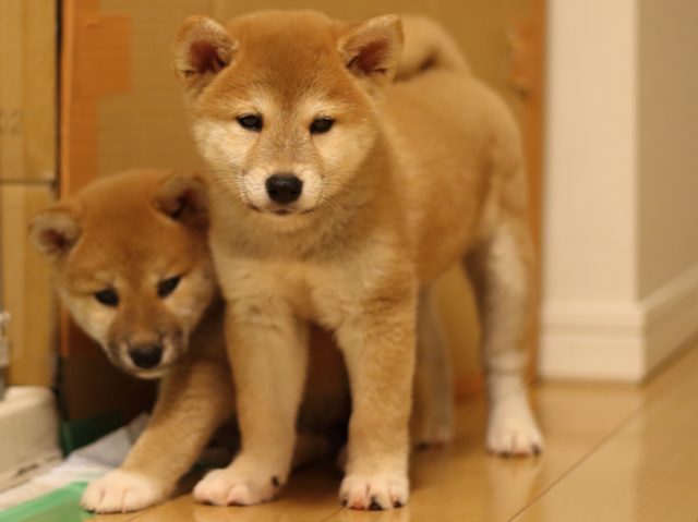 fp5a3993-puppy fp5a3993-puppy