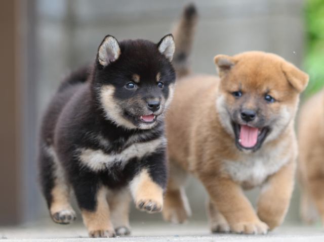 fp5a4151-puppy fp5a4151-puppy