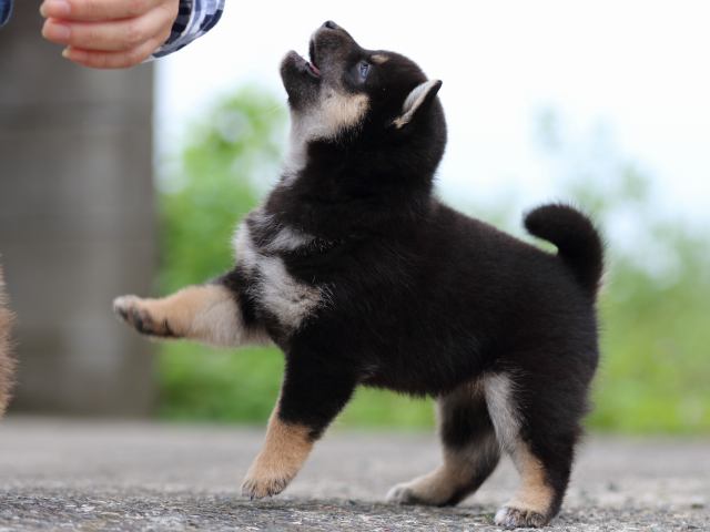 fp5a4181-puppy fp5a4181-puppy