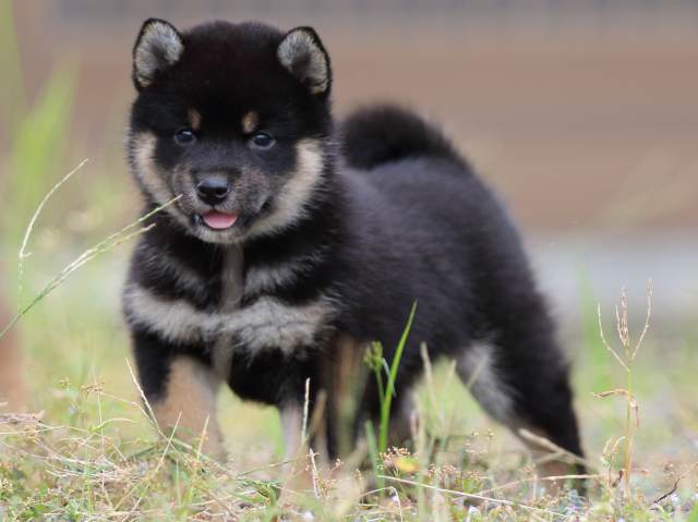 fp5a4227-puppy fp5a4227-puppy