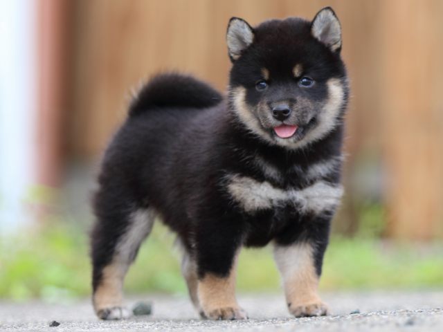 fp5a4237-puppy fp5a4237-puppy