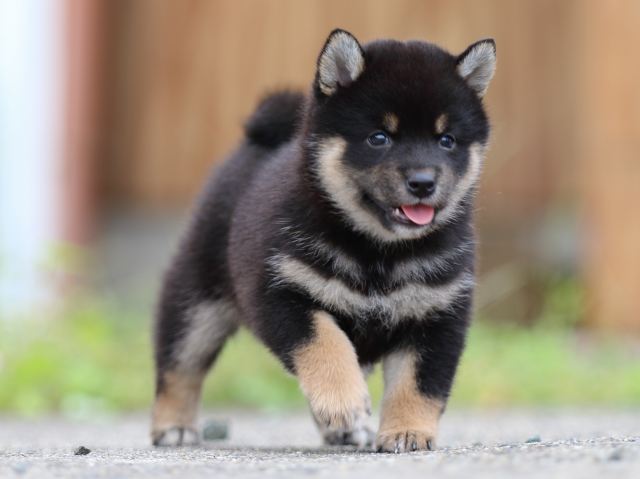 fp5a4243-puppy fp5a4243-puppy