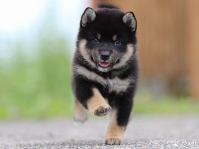 fp5a4261-puppy fp5a4261-puppy