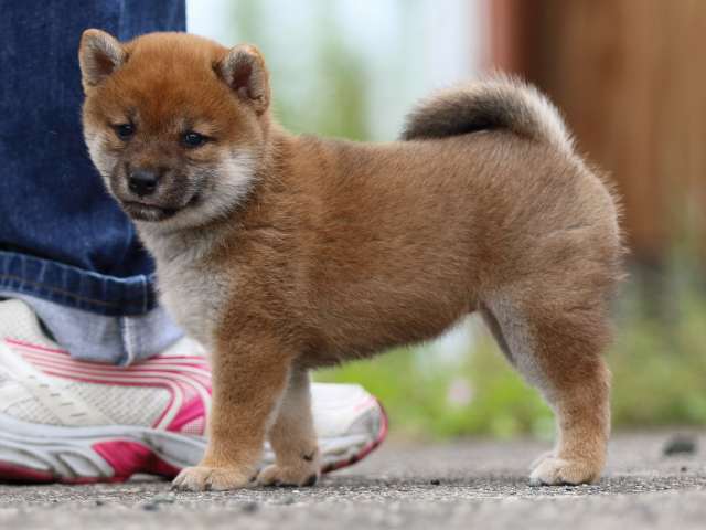fp5a4301-puppy fp5a4301-puppy