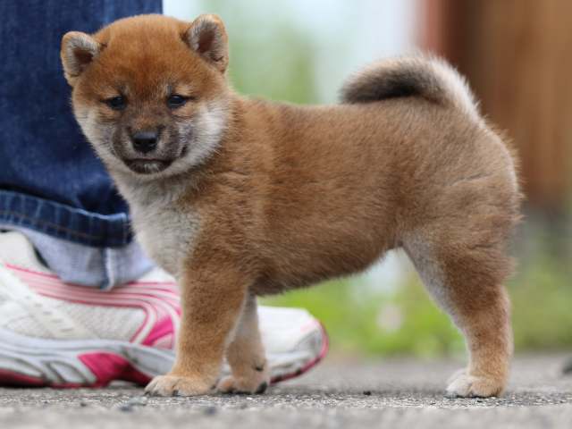 fp5a4304-puppy fp5a4304-puppy