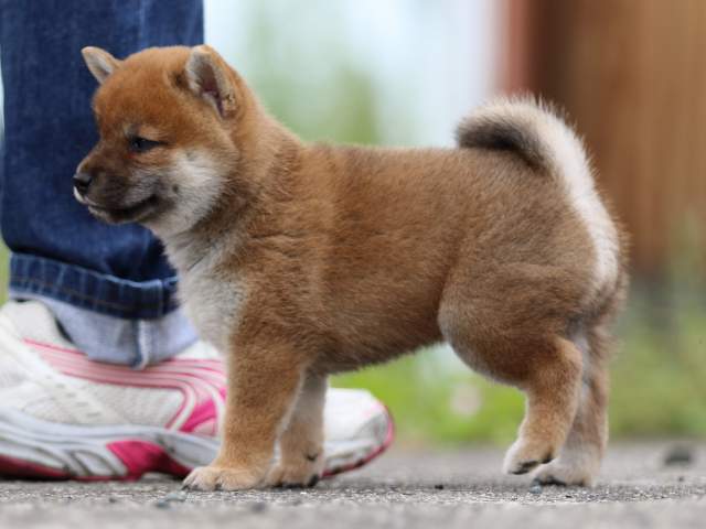 fp5a4306-puppy fp5a4306-puppy