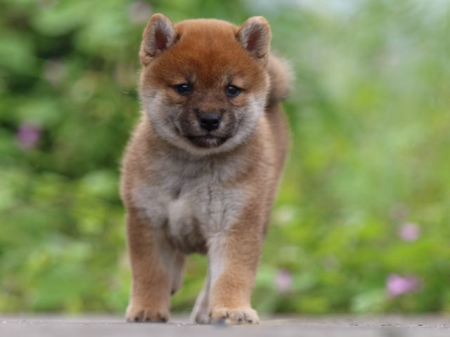 fp5a4330-puppy fp5a4330-puppy