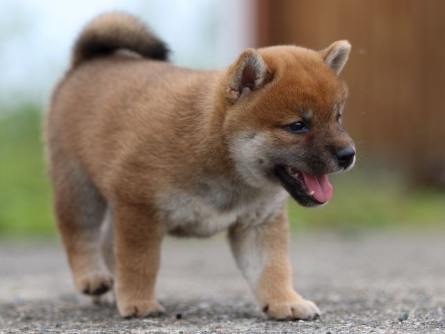fp5a4355-puppy fp5a4355-puppy