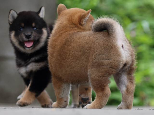 fp5a4366-puppy fp5a4366-puppy