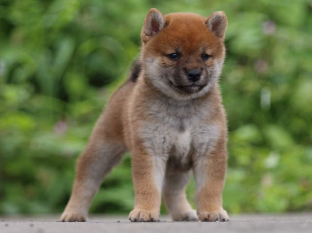fp5a4375-puppy fp5a4375-puppy