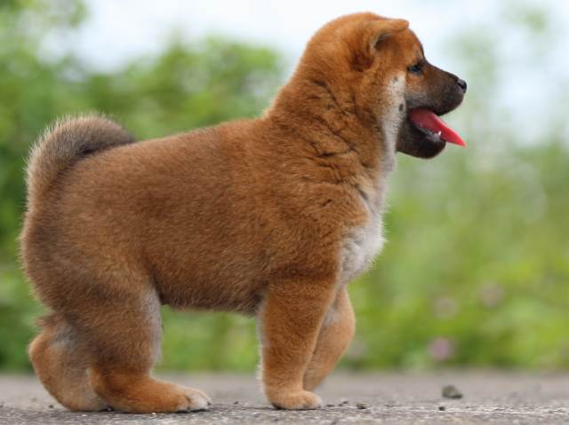 fp5a4392-puppy fp5a4392-puppy