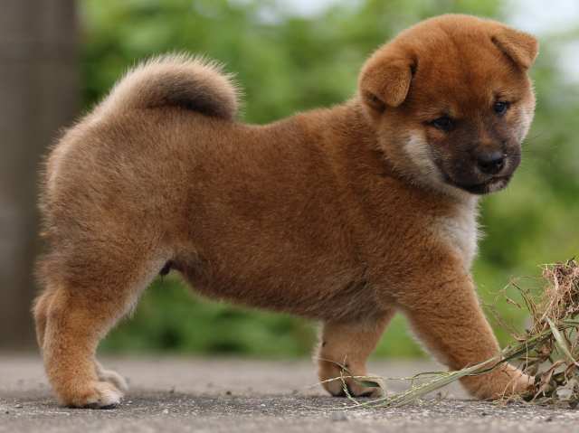 fp5a4443-puppy fp5a4443-puppy