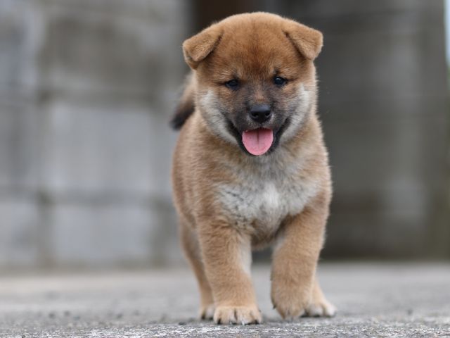 fp5a4476-puppy fp5a4476-puppy