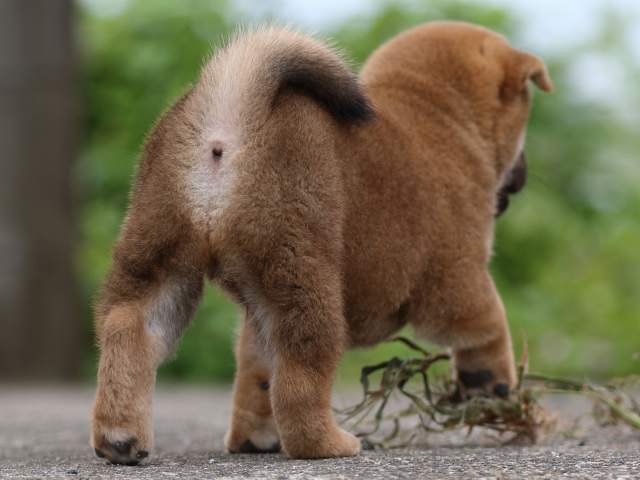 fp5a4486-puppy fp5a4486-puppy