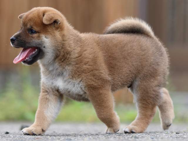 fp5a4491-puppy fp5a4491-puppy