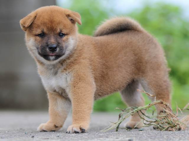 fp5a4498-puppy fp5a4498-puppy