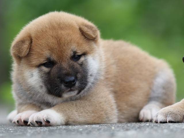fp5a4523-puppy fp5a4523-puppy