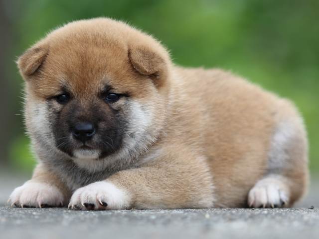 fp5a4535-puppy fp5a4535-puppy