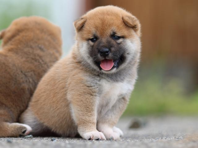 fp5a4542-puppy fp5a4542-puppy