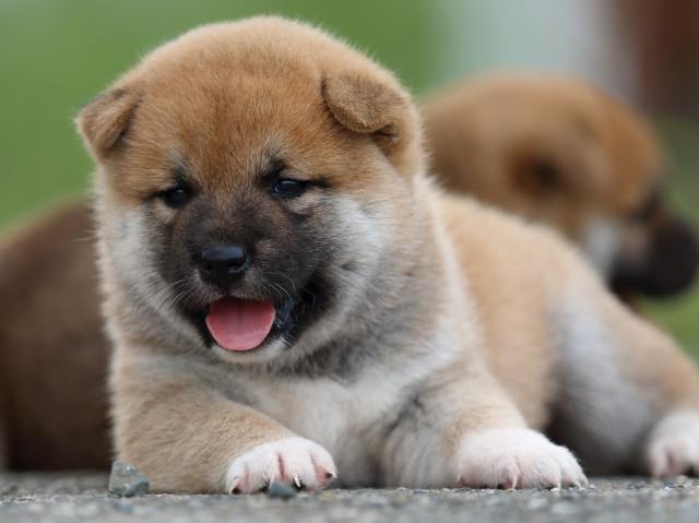 fp5a4558-puppy fp5a4558-puppy