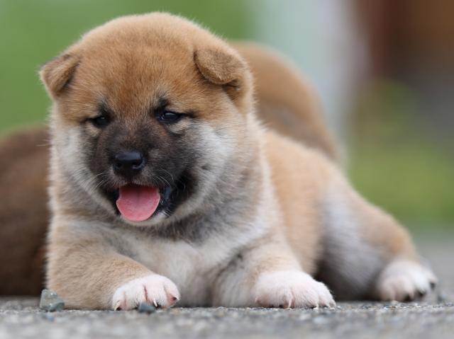 fp5a4566-puppy fp5a4566-puppy