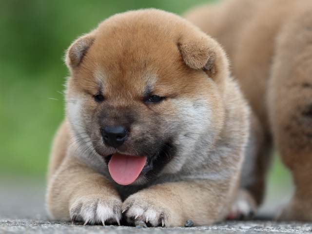 fp5a4583-puppy fp5a4583-puppy
