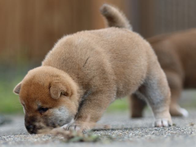 fp5a4636-puppy fp5a4636-puppy